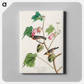 アートパネル-Bay-breasted Warbler
 - ジョン ジェームス オーデュボン Canvas.