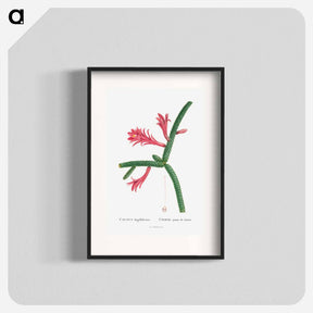 アートポスター-Cactus Flagelliformis - ピエール ジョゼフ ルドゥーテ Poster.
