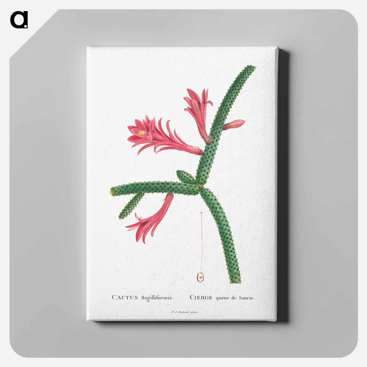 Cactus Flagelliformis - ピエール ジョゼフ ルドゥーテ Canvas.