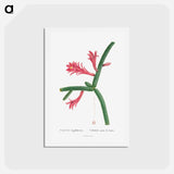 アートポストカード-Cactus Flagelliformis - ピエール ジョゼフ ルドゥーテ Postcard.