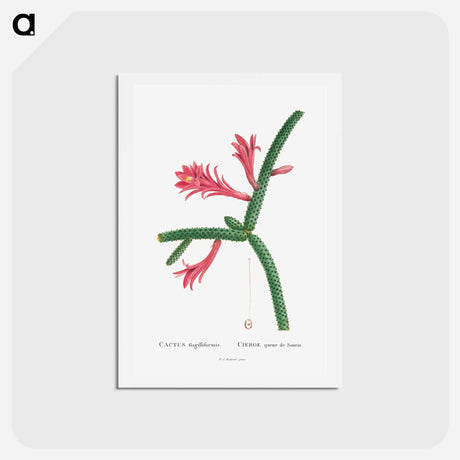 アートポストカード-Cactus Flagelliformis - ピエール ジョゼフ ルドゥーテ Postcard.
