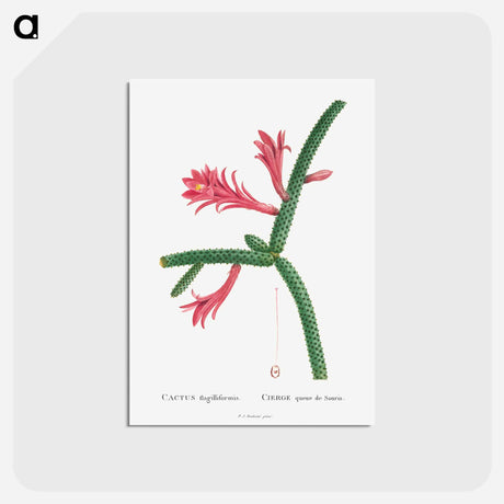 アートポストカード-Cactus Flagelliformis - ピエール ジョゼフ ルドゥーテ Postcard.