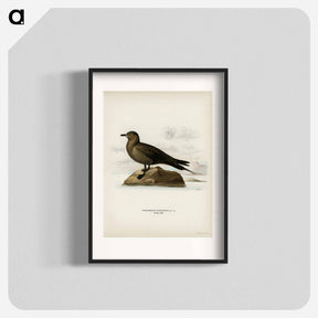 アートポスター-Parasitic Jaeger
 - スヴェンスカ フォグラル Poster.