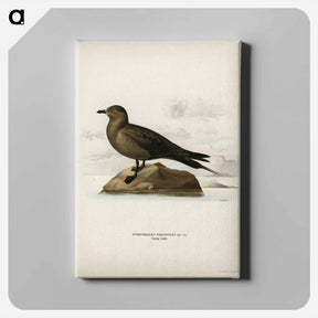 アートパネル-Parasitic Jaeger
 - スヴェンスカ フォグラル Canvas.