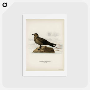 アートポストカード-Parasitic Jaeger
 - スヴェンスカ フォグラル Postcard.