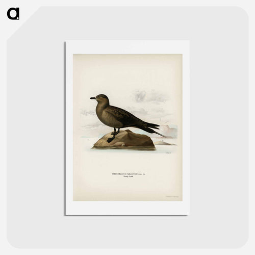 Parasitic Jaeger
 - スヴェンスカ フォグラル Postcard.
