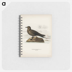 アートメモ帳-Parasitic Jaeger
 - スヴェンスカ フォグラル Memo.
