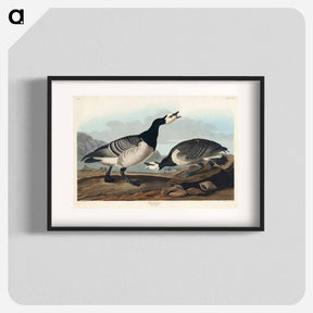 アートポスター-Barnacle Goose from Birds of America
 - アメリカの鳥たち Poster.