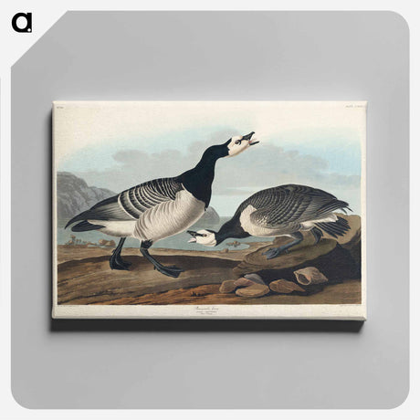 アートパネル-Barnacle Goose from Birds of America
 - アメリカの鳥たち Canvas.