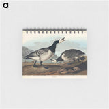 アートメモ帳-Barnacle Goose from Birds of America
 - アメリカの鳥たち Memo.
