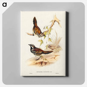 アートパネル-Chestnut-backed Groud Thrush
 - オーストラリアの鳥 Canvas.