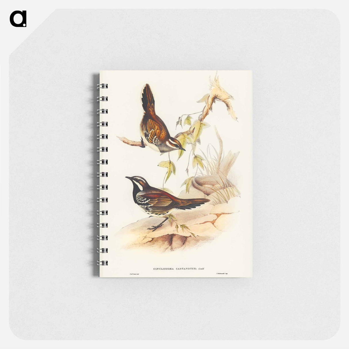 アートメモ帳-Chestnut-backed Groud Thrush
 - オーストラリアの鳥 Memo.