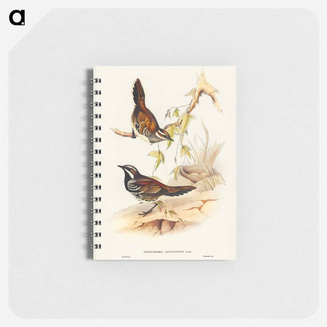 アートメモ帳-Chestnut-backed Groud Thrush
 - オーストラリアの鳥 Memo.