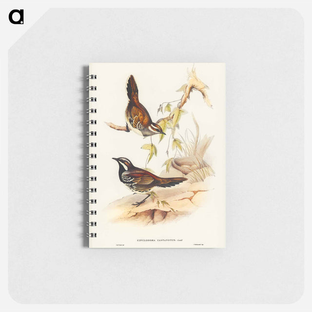 アートメモ帳-Chestnut-backed Groud Thrush
 - オーストラリアの鳥 Memo.