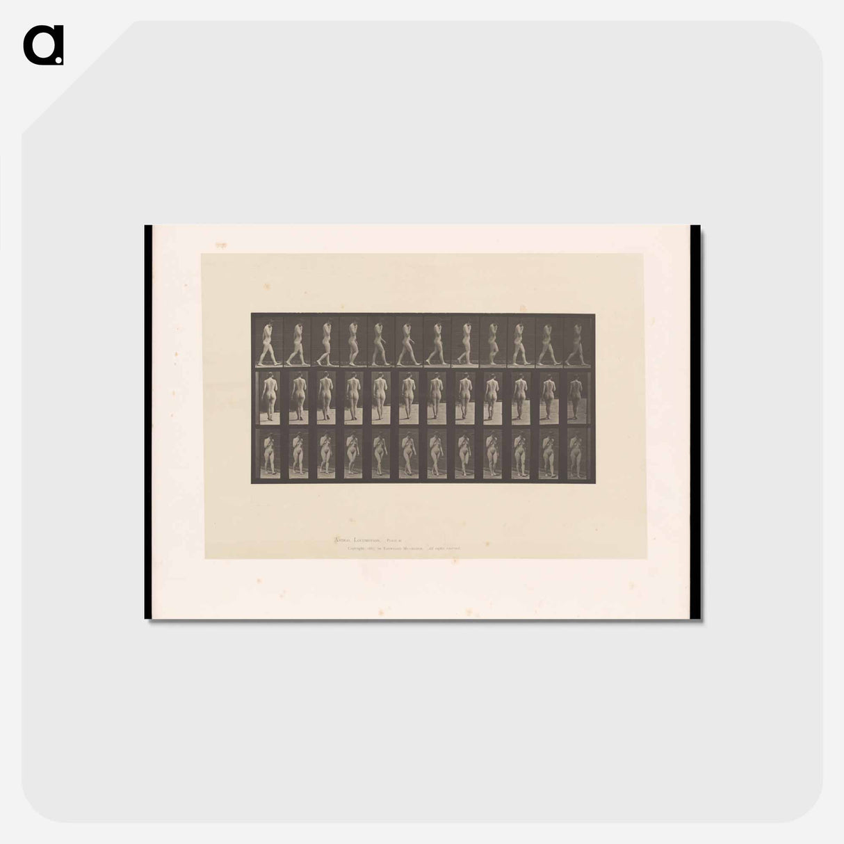 アートポストカード-Naked Woman Walking
 - エドワード マイブリッジ Postcard.