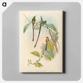 アートパネル-Lesbia Amaryllis
 - ジョン グールド Canvas.