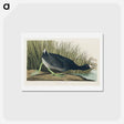 アートポストカード-American Coot
 - ジョン ジェームス オーデュボン Postcard.