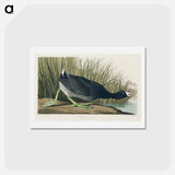 アートポストカード-American Coot
 - ジョン ジェームス オーデュボン Postcard.