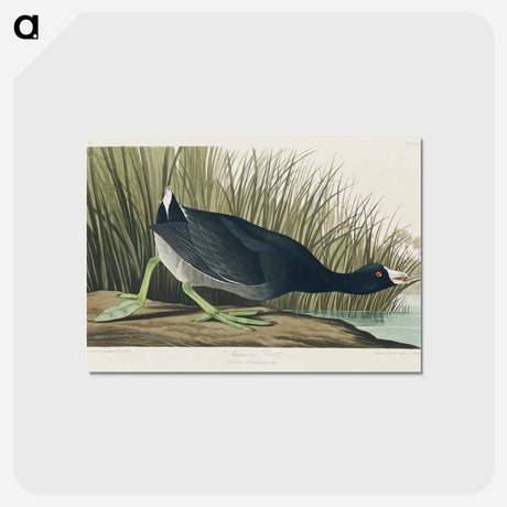 アートポストカード-American Coot
 - ジョン ジェームス オーデュボン Postcard.