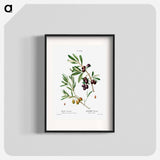 Olive (Olea Europæa) - Pierre-Joseph Redouté Poster.