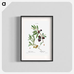 アートポスター-Olive (Olea Europæa) - ピエール ジョゼフ ルドゥーテ Poster.