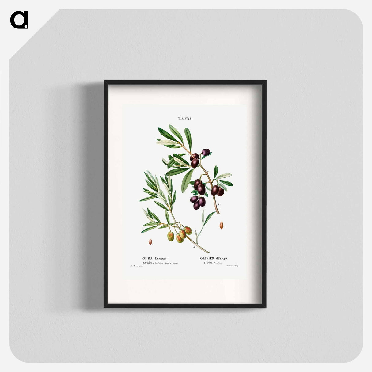 Olive (Olea Europæa) - ピエール ジョゼフ ルドゥーテ Poster.