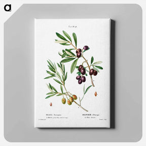 アートパネル-Olive (Olea Europæa) - ピエール ジョゼフ ルドゥーテ Canvas.