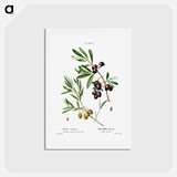 アートポストカード-Olive (Olea Europæa) - ピエール ジョゼフ ルドゥーテ Postcard.