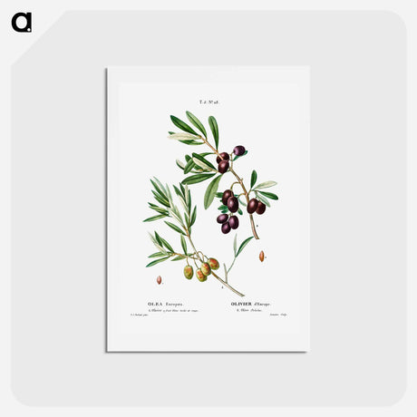 アートポストカード-Olive (Olea Europæa) - ピエール ジョゼフ ルドゥーテ Postcard.