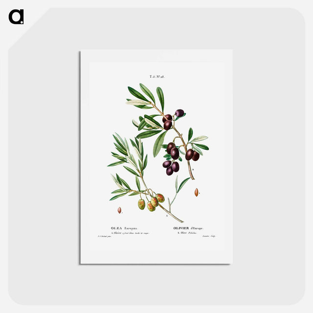 アートポストカード-Olive (Olea Europæa) - ピエール ジョゼフ ルドゥーテ Postcard.
