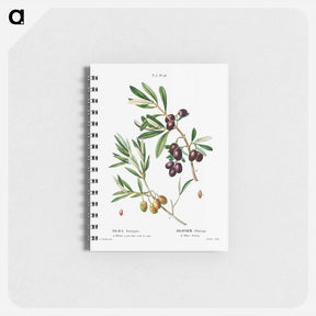 アートメモ帳-Olive (Olea Europæa) - ピエール ジョゼフ ルドゥーテ Memo.