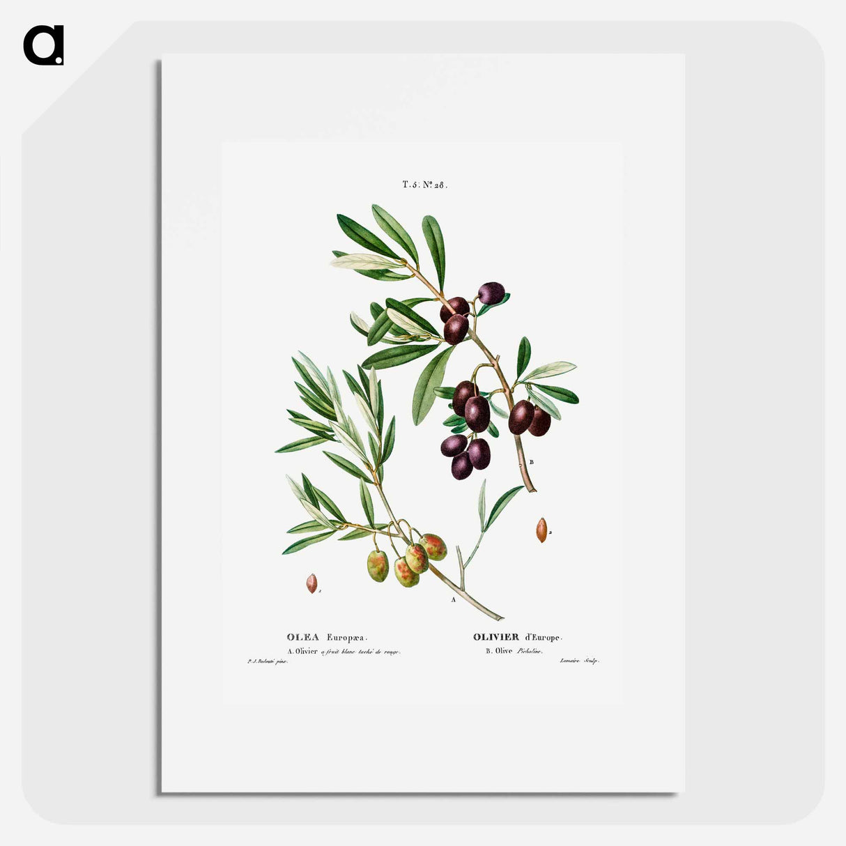 Olive (Olea Europæa) - Pierre-Joseph Redouté Poster.