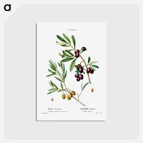 アートポストカード-Olive (Olea Europæa) - ピエール ジョゼフ ルドゥーテ Postcard.