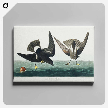 アートパネル-Stormy Petrel from Birds of America
 - アメリカの鳥たち Canvas.