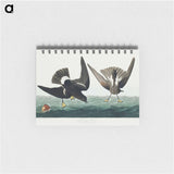 アートメモ帳-Stormy Petrel from Birds of America
 - アメリカの鳥たち Memo.