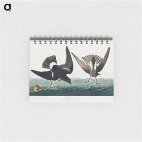 アートメモ帳-Stormy Petrel from Birds of America
 - アメリカの鳥たち Memo.