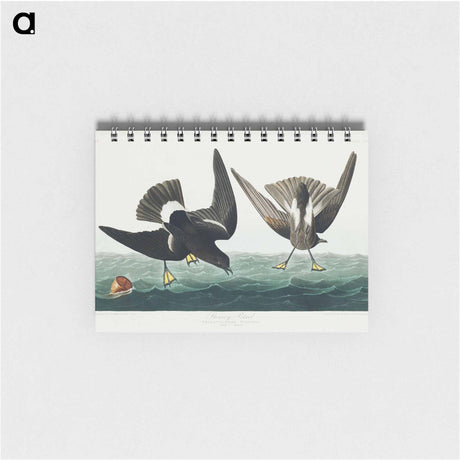 アートメモ帳-Stormy Petrel from Birds of America
 - アメリカの鳥たち Memo.