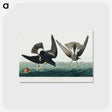 アートポストカード-Stormy Petrel from Birds of America
 - アメリカの鳥たち Postcard.