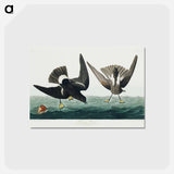 アートポストカード-Stormy Petrel from Birds of America
 - アメリカの鳥たち Postcard.
