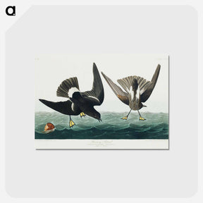 アートポストカード-Stormy Petrel from Birds of America
 - アメリカの鳥たち Postcard.