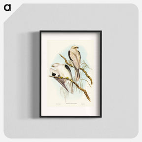 アートポスター-Square-tailed Kite
 - オーストラリアの鳥 Poster.