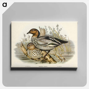 アートパネル-Maned Goose
 - ジョン グールド Canvas.