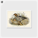 アートポストカード-Maned Goose
 - ジョン グールド Postcard.