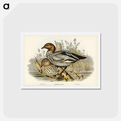 アートポストカード-Maned Goose
 - ジョン グールド Postcard.