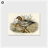 アートポストカード-Maned Goose
 - ジョン グールド Postcard.