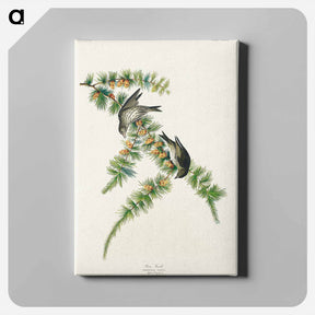 アートパネル-Pine Finch
 - ジョン ジェームス オーデュボン Canvas.
