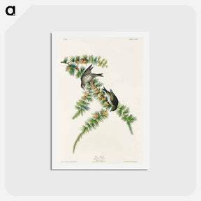 アートポストカード-Pine Finch
 - ジョン ジェームス オーデュボン Postcard.