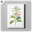 4-31_Pierre-Joseph-Redoute_canvas