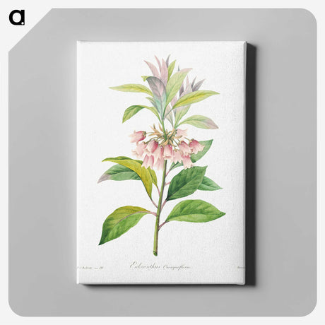 4-31_Pierre-Joseph-Redoute_canvas