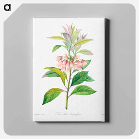 アートパネル-Redvein enkianthus - ピエール ジョゼフ ルドゥーテ Canvas.